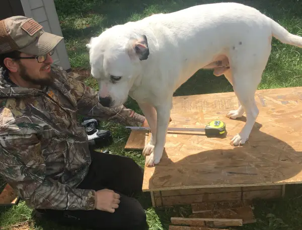 A person kneels beside a white dog on a wooden platform, using a tape measure to take measurements as they enjoy a sunny day outdoors.